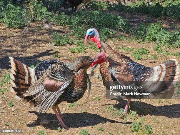 Two Turkeys Arguing Turkeys Fighting Photos and Premium High Res Pictures - Getty Images