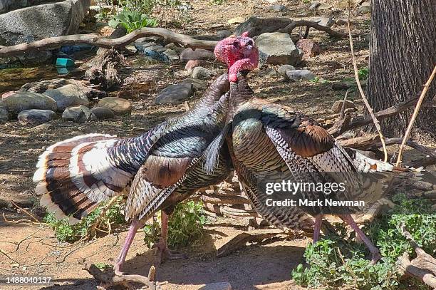 Two Turkeys Arguing Turkeys Fighting Photos and Premium High Res Pictures - Getty Images