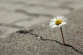 Beautiful flower growing out of crack in asphalt, space for text. Hope concept