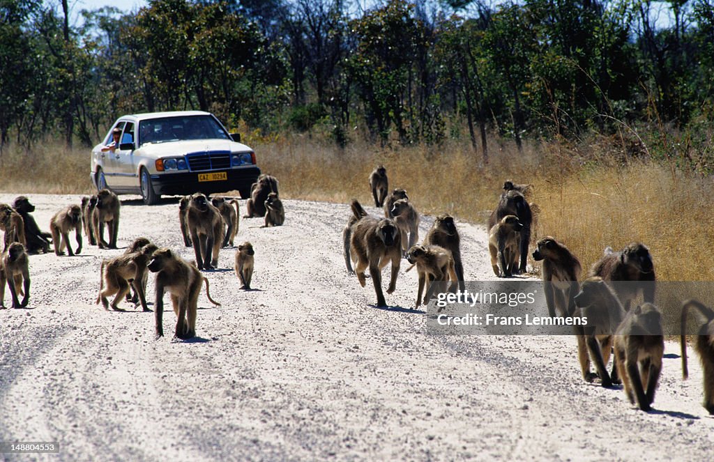 Chacma baboons walk in front of a car on the road.