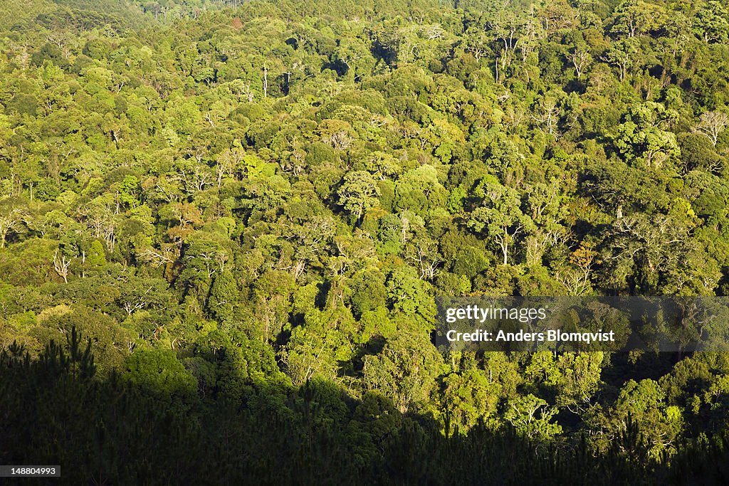 Primal forest in a valley between Dalat and Ta Nung on Road 725.