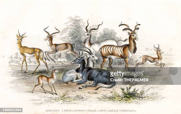 antelopes: kudu, addax, springbok illustration engraving 1840 - kudu stock illustrations