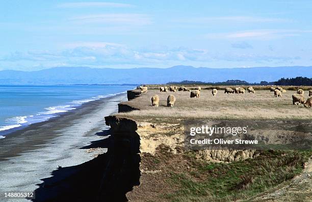 sheep grazing near eroding cliffs at water's edge. - erosion stock pictures, royalty-free photos & images