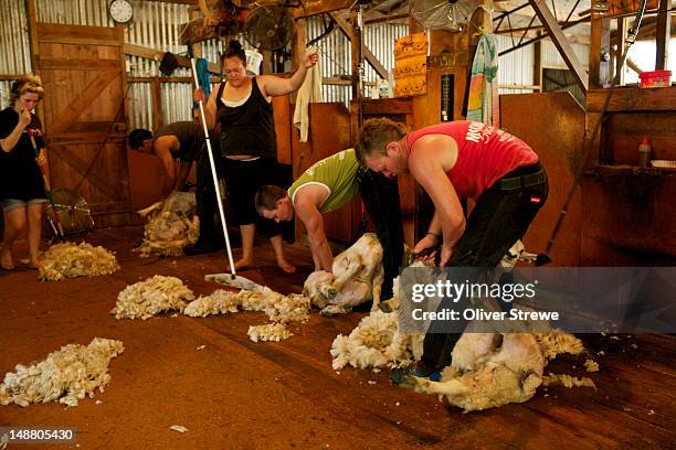 anauru station shearing shed. - sheep shearing stock pictures, royalty-free photos & images