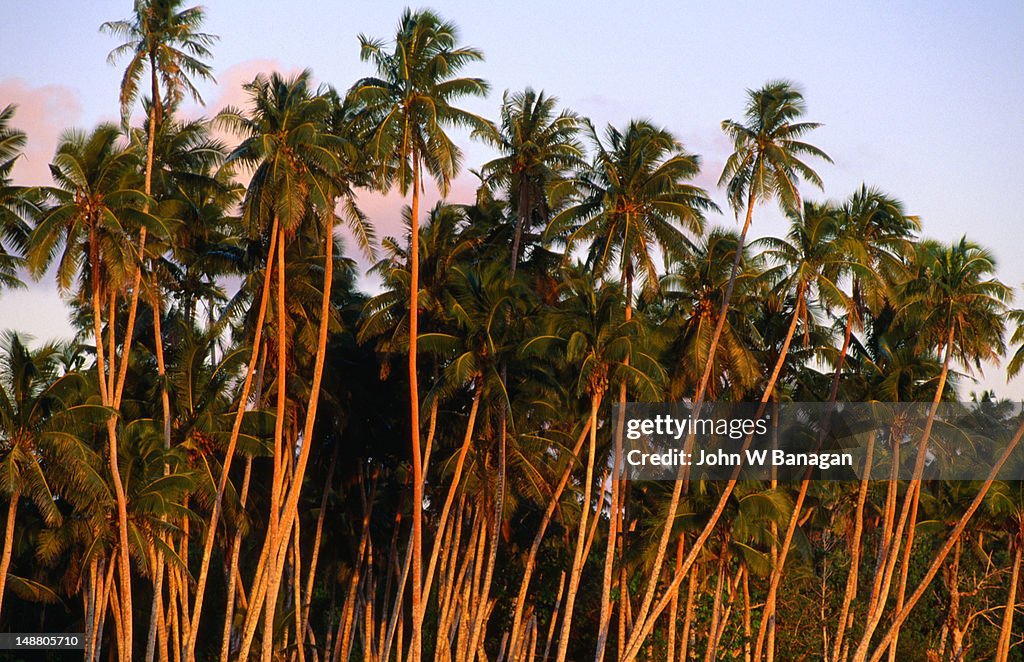 Coconut trees at dusk on Paradise Beach.