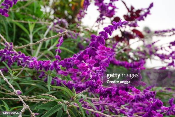 close up salvia leucantha or mexican bush sage purple color - mexican bush sage stockfoto's en -beelden