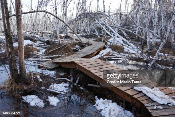 Disrupted boardwalk runs near dead and slumping boreal forest Alaska birch trees, standing in floodwaters amid thawing permafrost and snowmelt, at...