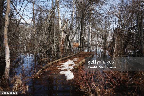 Disrupted boardwalk runs in an area with dead boreal forest Alaska birch trees, standing in floodwaters amid thawing permafrost and snowmelt, at...