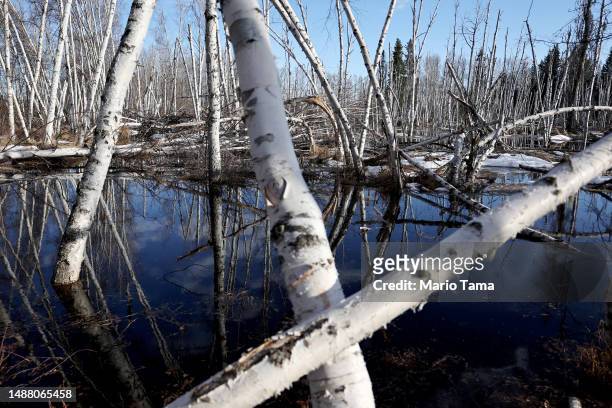 Dead and slumping boreal forest Alaska birch trees stand in floodwaters amid thawing permafrost and snowmelt at Creamer’s Field on May 2, 2023 in...