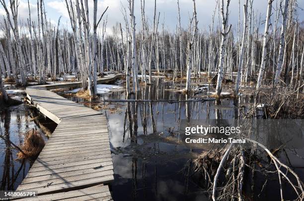 Disrupted boardwalk runs near dead boreal forest Alaska birch trees, standing in floodwaters amid thawing permafrost and snowmelt, at Creamer’s Field...