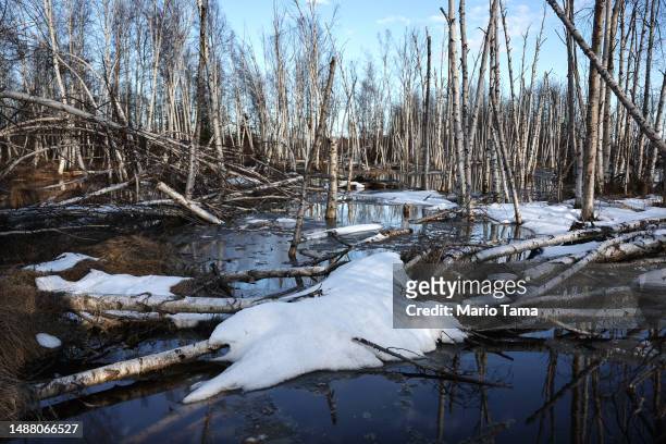 Dead and slumping boreal forest Alaska birch trees rest in floodwaters amid thawing permafrost and snowmelt at Creamer’s Field on May 2, 2023 in...