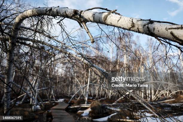 Dead and slumping boreal forest Alaska birch trees stand near floodwaters amid thawing permafrost and snowmelt at Creamer’s Field on May 2, 2023 in...