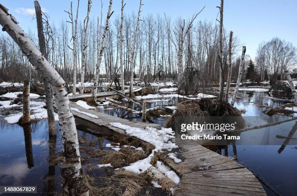 Warped boardwalk runs near dead boreal forest Alaska birch trees, standing in floodwaters amid thawing permafrost and snowmelt, at Creamer’s Field on...