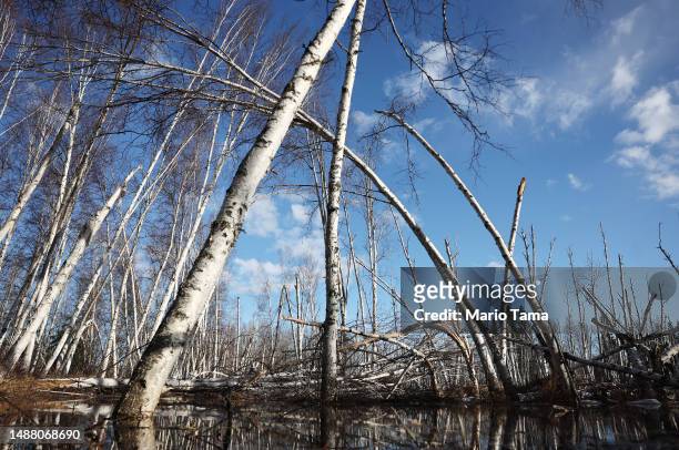 Dead and slumping boreal forest Alaska birch trees stand in floodwaters amid thawing permafrost and snowmelt at Creamer’s Field on May 2, 2023 in...