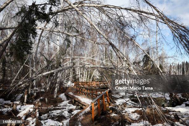 Warped boardwalk runs near dead and slumping boreal forest Alaska birch trees, standing near floodwaters amid thawing permafrost and snowmelt, at...