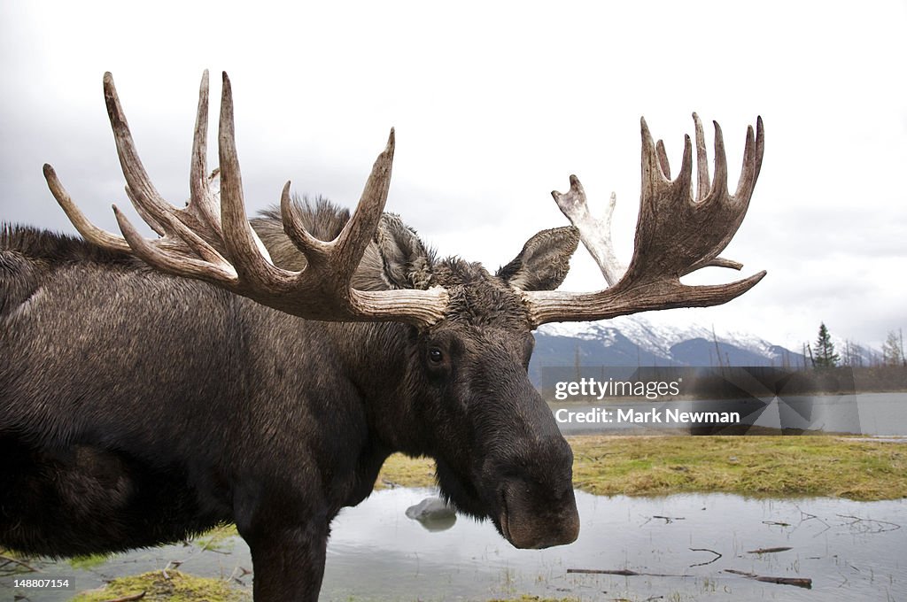 Moose (Alces alces).