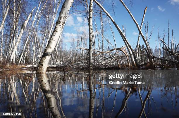 Dead and slumping boreal forest Alaska birch trees stand in floodwaters amid thawing permafrost and snowmelt at Creamer’s Field on May 2, 2023 in...