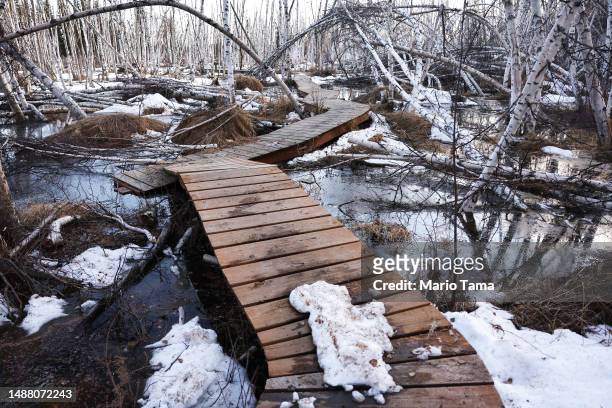 Disrupted boardwalk runs near dead and slumping boreal forest Alaska birch trees, standing in floodwaters amid thawing permafrost and snowmelt, at...