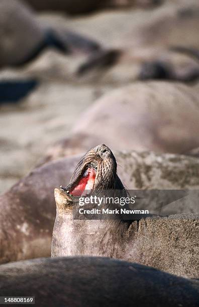 northern elephant seal (mirounga angustirostris). - northern elephant seal stock-fotos und bilder