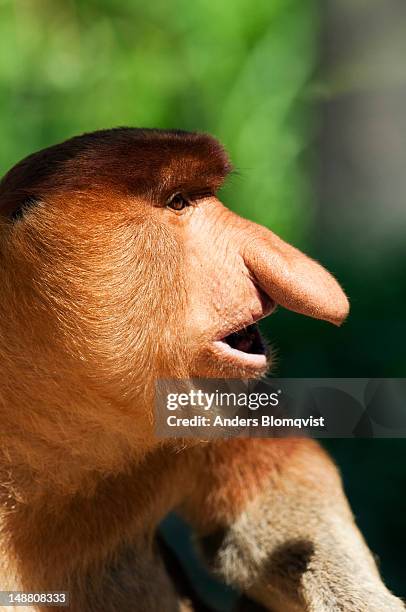 portrait of a male proboscis monkey (nasalis larvatus) at lok kawi wildlife park. - lok kawi wildlife park stock pictures, royalty-free photos & images