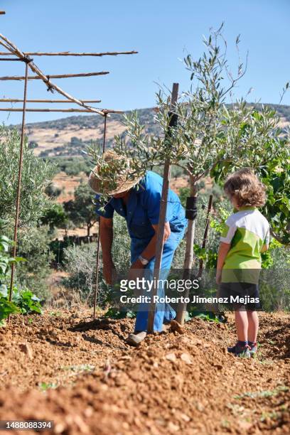 senior farmer with his grandchild working in his orchard - showing respect fotografías e imágenes de stock