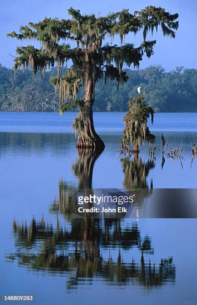 bald cypress trees with egret at lake martin. - bald cypress tree fotografías e imágenes de stock