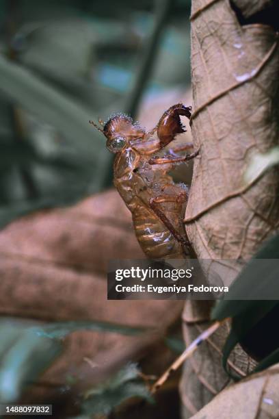 brown cicada on a dry leaf - swamp monster stock pictures, royalty-free photos & images