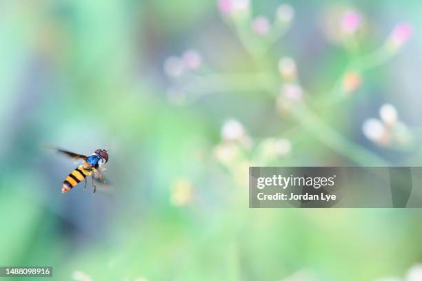 a hovering  hoverfly - hoverfly stock pictures, royalty-free photos & images