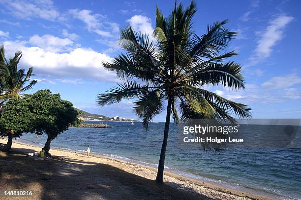 palm tree on beach, baie des citrons. - bay tree photos et images de collection