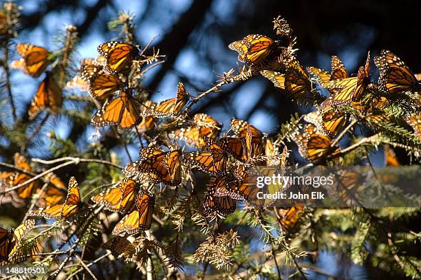 el rosario monarch reserve. - michoacán state stock pictures, royalty-free photos & images