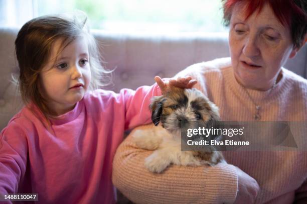 little girl stroking a young puppy held in the arms of her grandmother. - multi generational family with pet stock pictures, royalty-free photos & images