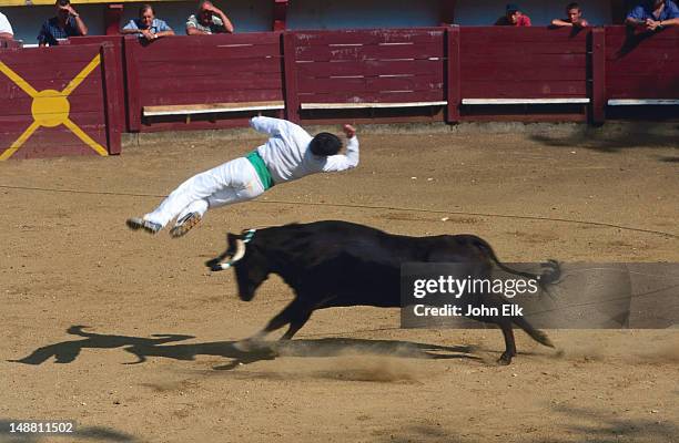 french cow, bull run, cow leaping, gabbaret course landaise, landes region. - taureau photos et images de collection