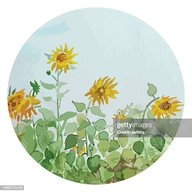 ilustrações de stock, clip art, desenhos animados e ícones de vector illustration of an aquarelle - beautiful sunflowers. - biodiversidade