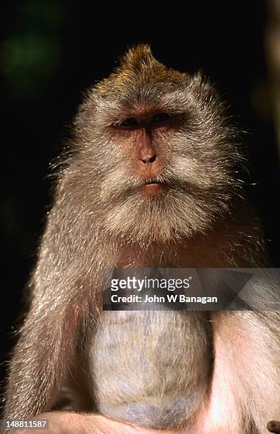 portrait of one of the locals from the ubud monkey forest. - ubud monkey forest stock pictures, royalty-free photos & images