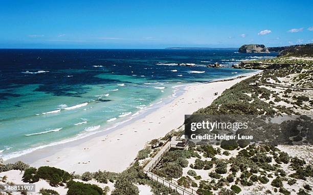 overhead of australian sea lions on beach, seal bay conservation park. - kangaroo island australia stock-fotos und bilder