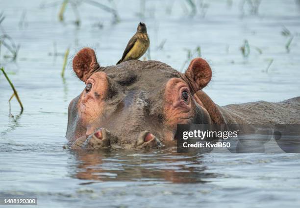 hippo in the shire river in malawi - kleurenfoto imagens e fotografias de stock