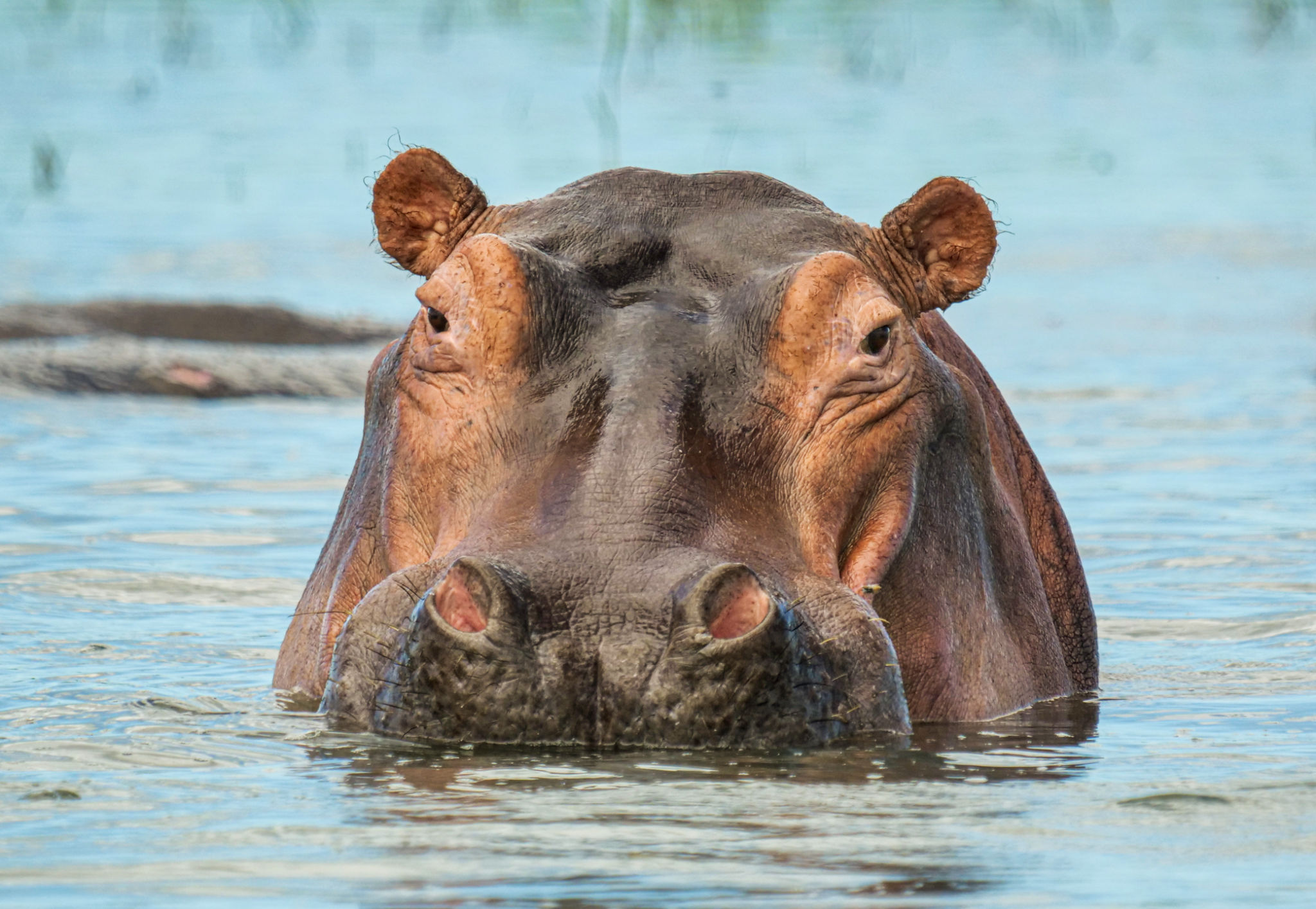 Hippo in the Shire River in Malawi Hippo in the Shire River in Malawi