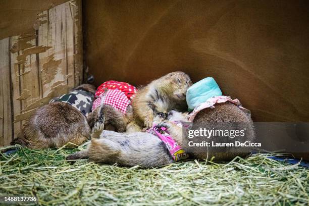 Prairie dogs sleep after a busy day meeting visitors at Pet Expo Thailand on May 07, 2023 in Bangkok, Thailand. Dogs take part in a skateboarding...