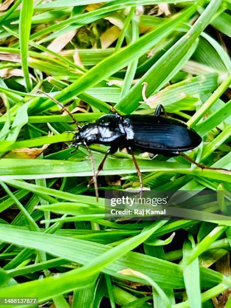 Clock Insect Black Clock Photos and Premium High Res Pictures - Getty Images