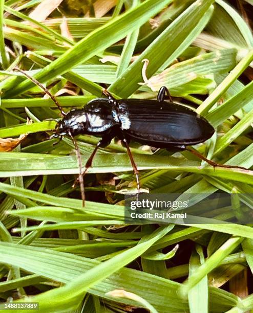 bronzed blackclock ground beetle (pterostichus oblongopuncyatus) crawling in grass in close up. - burying beetle stock pictures, royalty-free photos & images