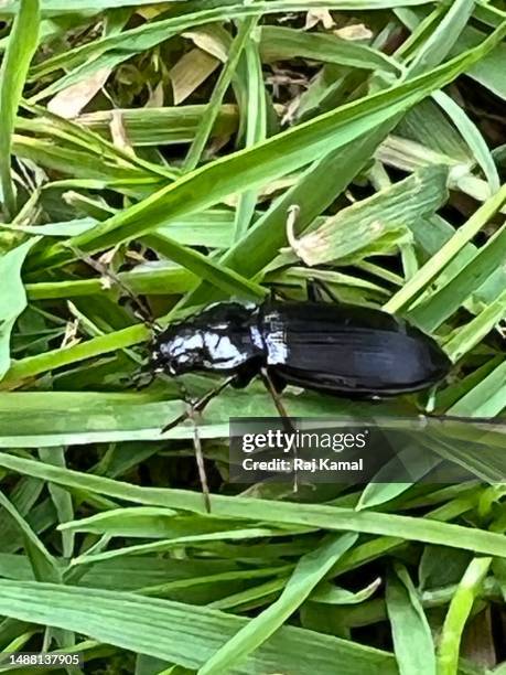 Clock Insect Black Clock Photos and Premium High Res Pictures - Getty Images