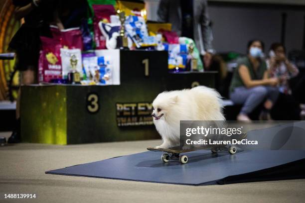 Dog takes part in a skateboarding competition during Pet Expo Thailand on May 07, 2023 in Bangkok, Thailand. Dogs take part in a skateboarding...