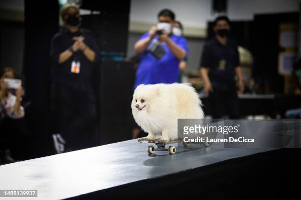Dog takes part in a skateboarding competition during Pet Expo Thailand on May 07, 2023 in Bangkok, Thailand. Dogs take part in a skateboarding...