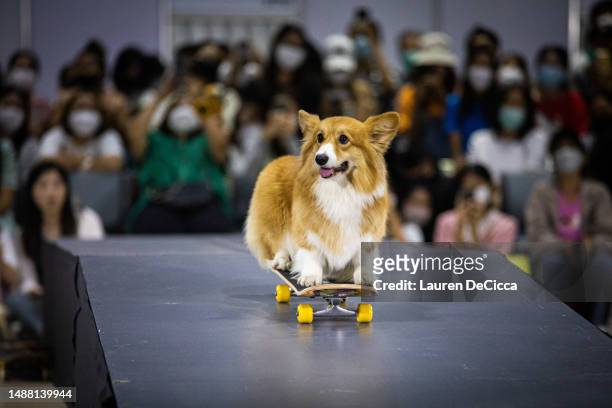 Corgi takes part in a skateboarding competition during Pet Expo Thailand on May 07, 2023 in Bangkok, Thailand. Dogs take part in a skateboarding...