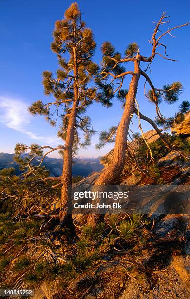 the jeffrey pine (pinus jeffreyi) is a native of the sierra nevada region. the pines here are growing on the top of sentinel dome (8122 feet), the second highest dome in the yosemite national park- california, usa - pinus jeffreyi stock pictures, royalty-free photos & images