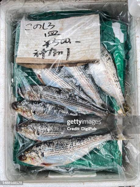 dotted gizzard shad (konosirus punctatus) at the market - shad stock pictures, royalty-free photos & images