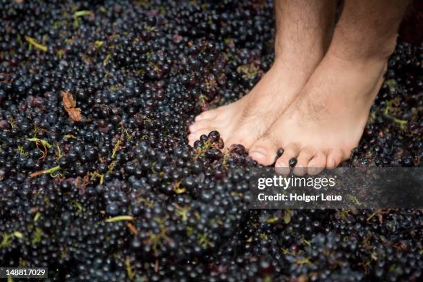 bare feet crushing grapes at madeira wine festival. - madeira wine stock pictures, royalty-free photos & images