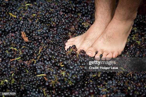 bare feet crushing grapes at madeira wine festival. - madeira wine 個照片及圖片檔