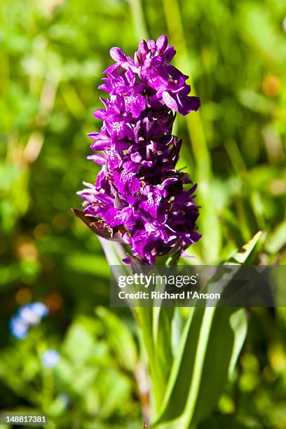 himalayan marsh orchid in bhyundar valley. - valley of flowers uttarakhand stock-fotos und bilder