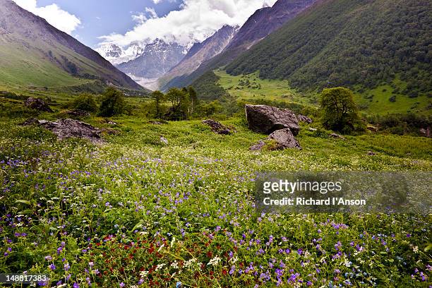 nilgiri parbat (6474m) and flower meadow in bhyundar valley. - valley of flowers uttarakhand foto e immagini stock